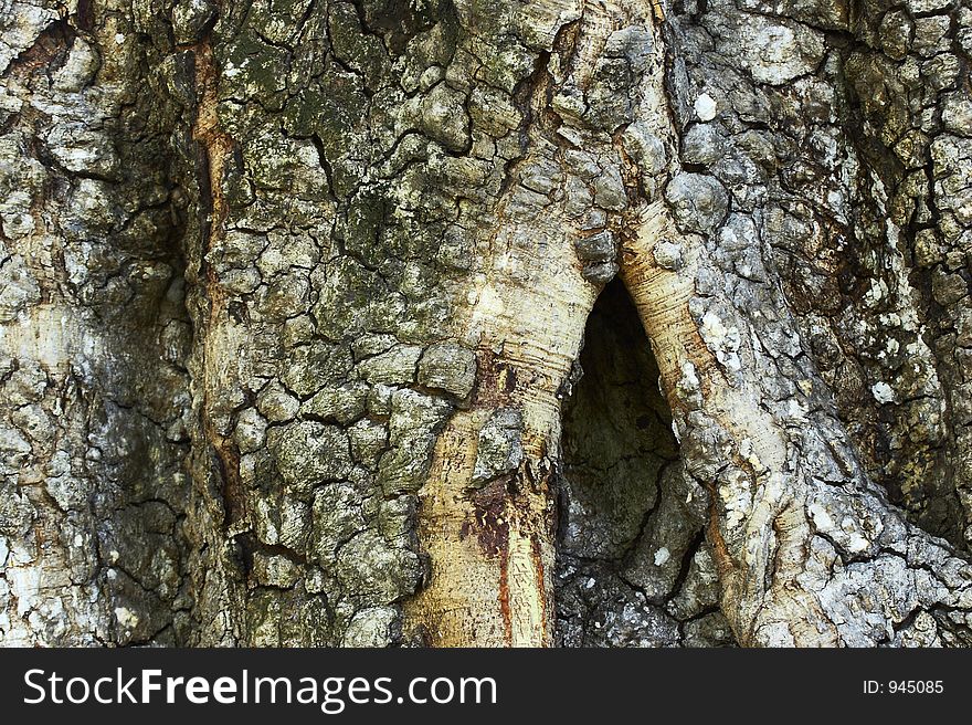 Trunk of the old tree