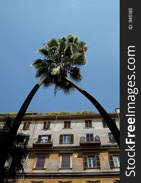 Two palm trees crossing in front of an old apartment building in Rome, Italy. Two palm trees crossing in front of an old apartment building in Rome, Italy.