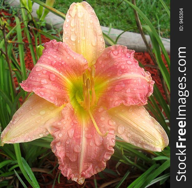 Gorgeous Day Lily covered in Rain Drops. Gorgeous Day Lily covered in Rain Drops