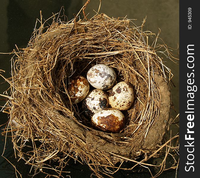 Clutch of Eggs. Clutch of Eggs