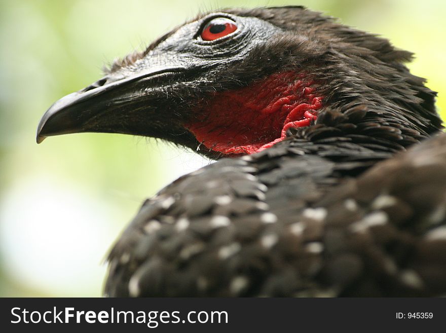 Wild Vulture Mexico