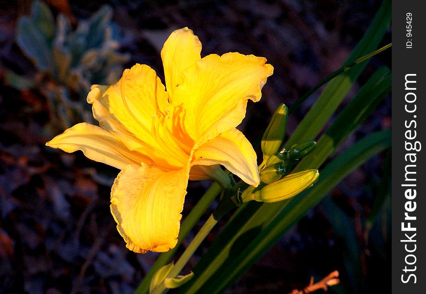 A Day Lily with the evening sun light directly on the flower bloom in the garden. A Day Lily with the evening sun light directly on the flower bloom in the garden