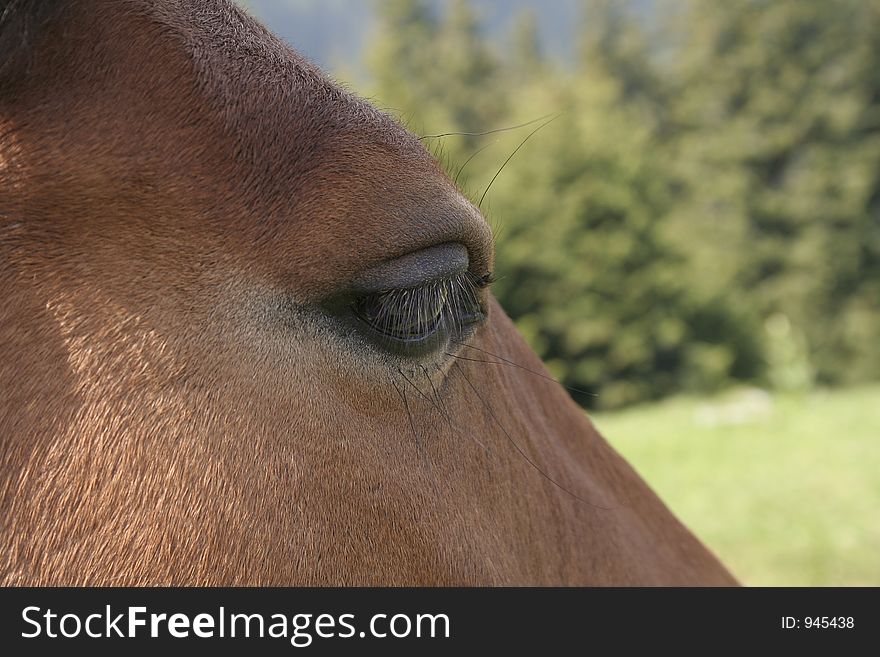 Horse eye close-up