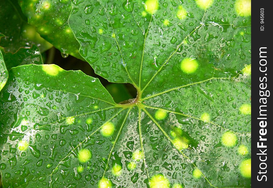 Yellow spotted green leaf with raindrops.  Close up macro