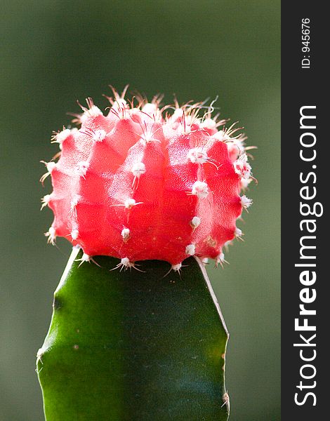 Close up of a brilliant red flowering cactus. Close up of a brilliant red flowering cactus