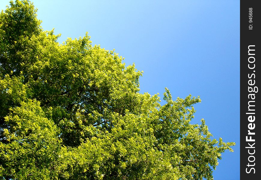 Trees with Blue Sky