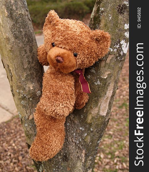Brown Teddy on a tree