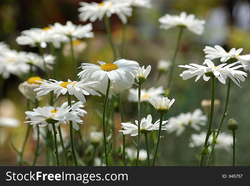 A Field Of White Daisies