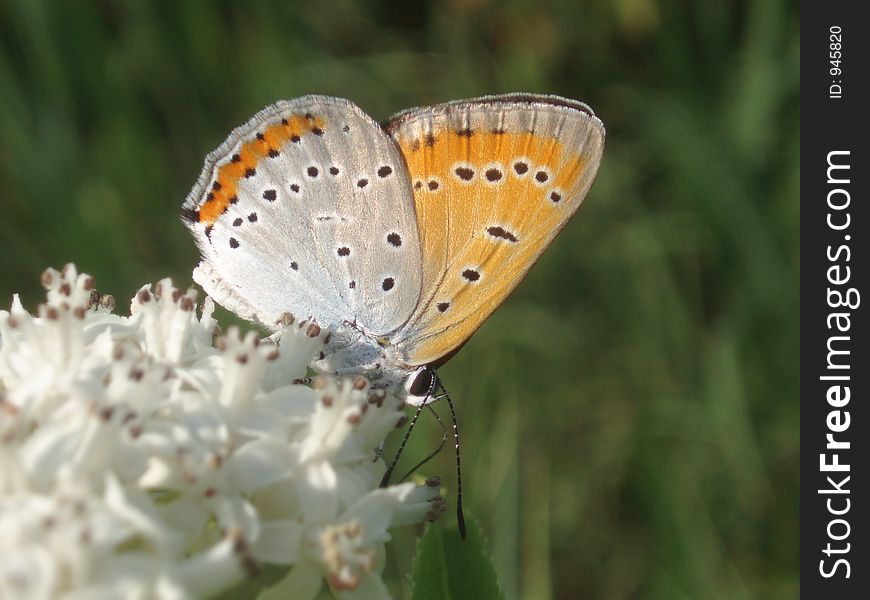 Butterfly and white flover