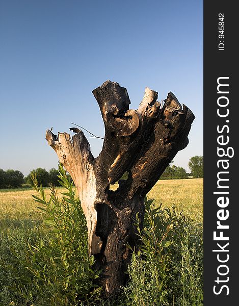 Old tree after strom and blue sky. Old tree after strom and blue sky