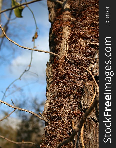 Old tree - macro