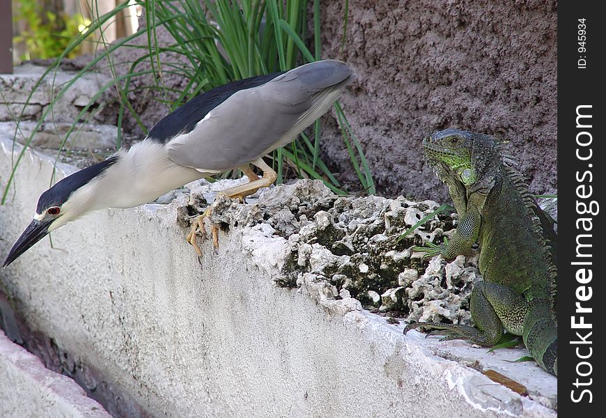 Iguana and bird