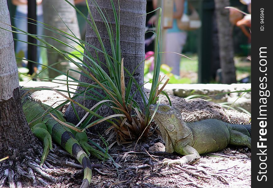 Two iguanas in the zoo