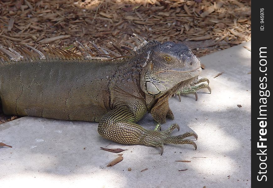 Iguana  in the tropics