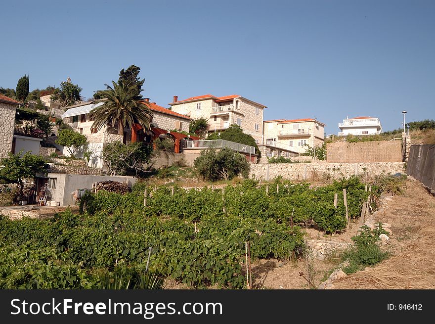 Vineyard in residential area croatia. Vineyard in residential area croatia
