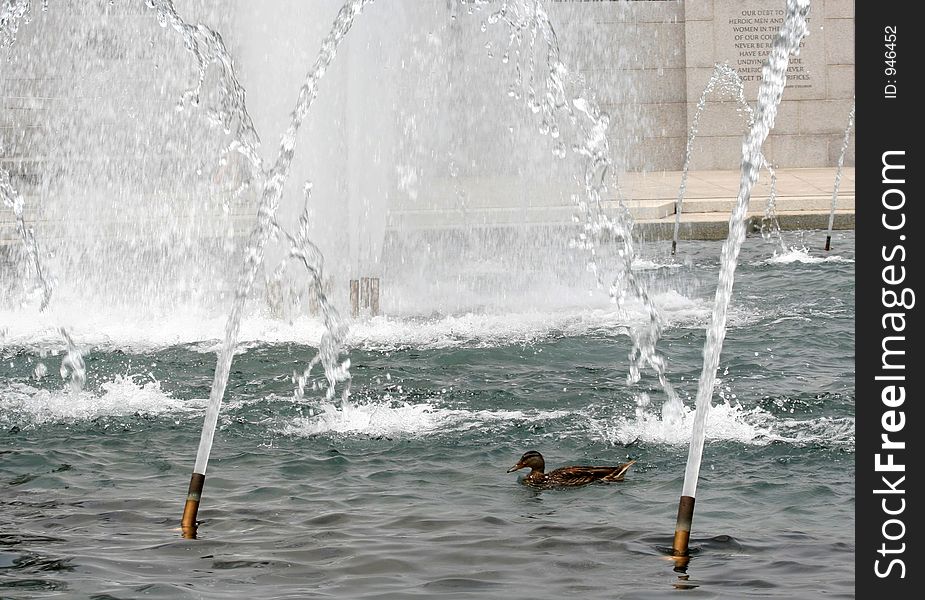Ducks swimming in World War II memorial fountain, Washington, D.C. Ducks swimming in World War II memorial fountain, Washington, D.C.