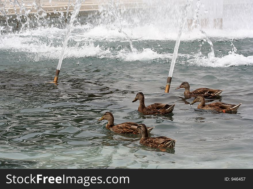 Ducks swimming in World War II memorial fountain, Washington, D.C. Ducks swimming in World War II memorial fountain, Washington, D.C.