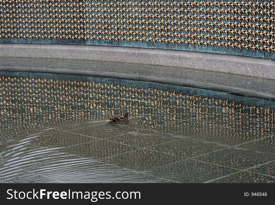 Duck Swimming At WWII Memorial