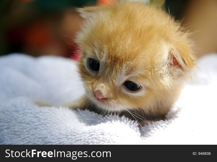 Few days old kitten on white towel