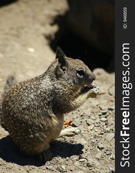 Ground Squirrel chewing peanut. Ground Squirrel chewing peanut