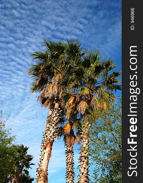 Palm tree taken by pool at Orange Lake Country Club. Palm tree taken by pool at Orange Lake Country Club