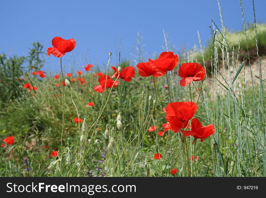 Poppies In Sunshine 3-color