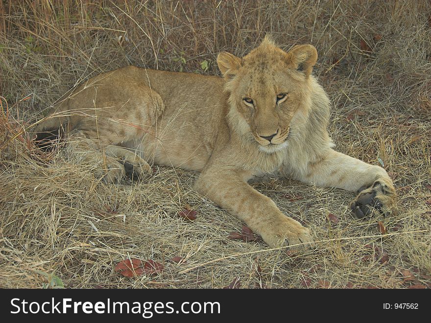 Lion resting in last rays of sunset. Lion resting in last rays of sunset