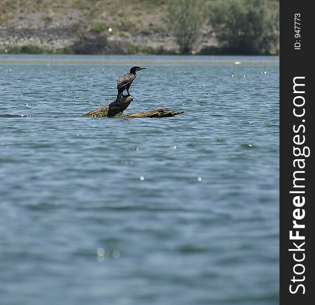 Cormorant at Skadar lake in Monte Negro, Europe