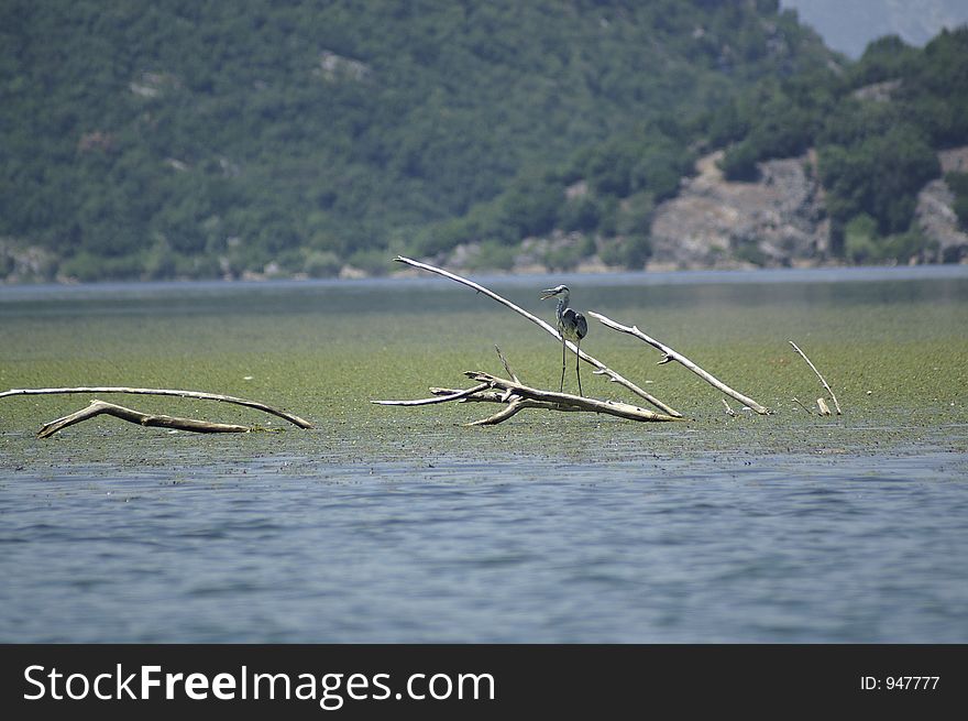 Heron at Skadar lake in Monte Negro in Europe