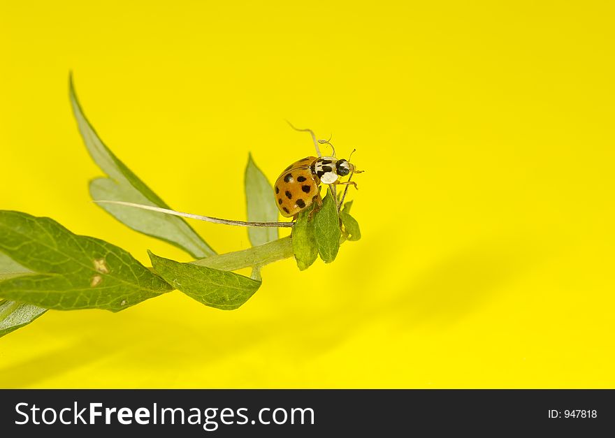 Macro Photo of a Ladybug