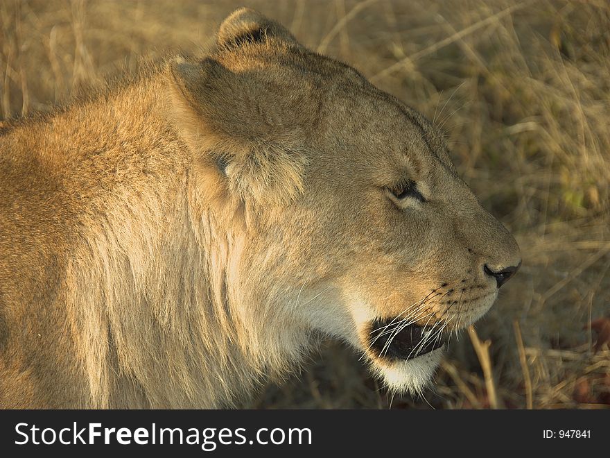 Young lion at sunset in Zimbabwe, Africa. Young lion at sunset in Zimbabwe, Africa