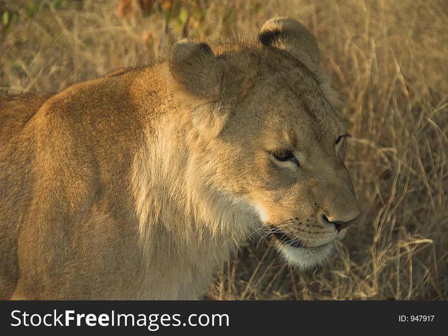 Young lion (Panthera leo) alert at sunset. Young lion (Panthera leo) alert at sunset