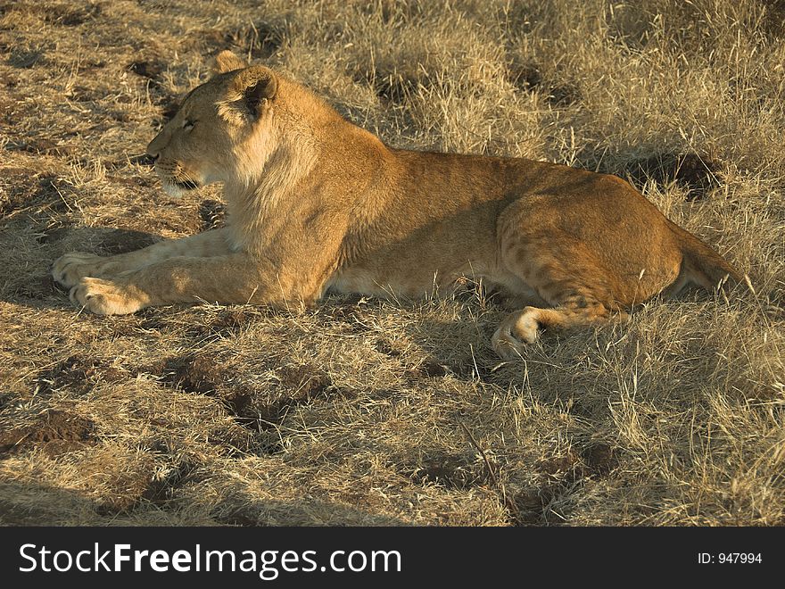 Lion resting in last rays of sunset. Lion resting in last rays of sunset