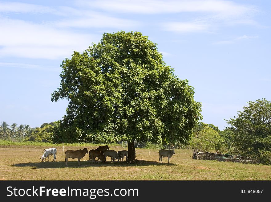 Cows in shade