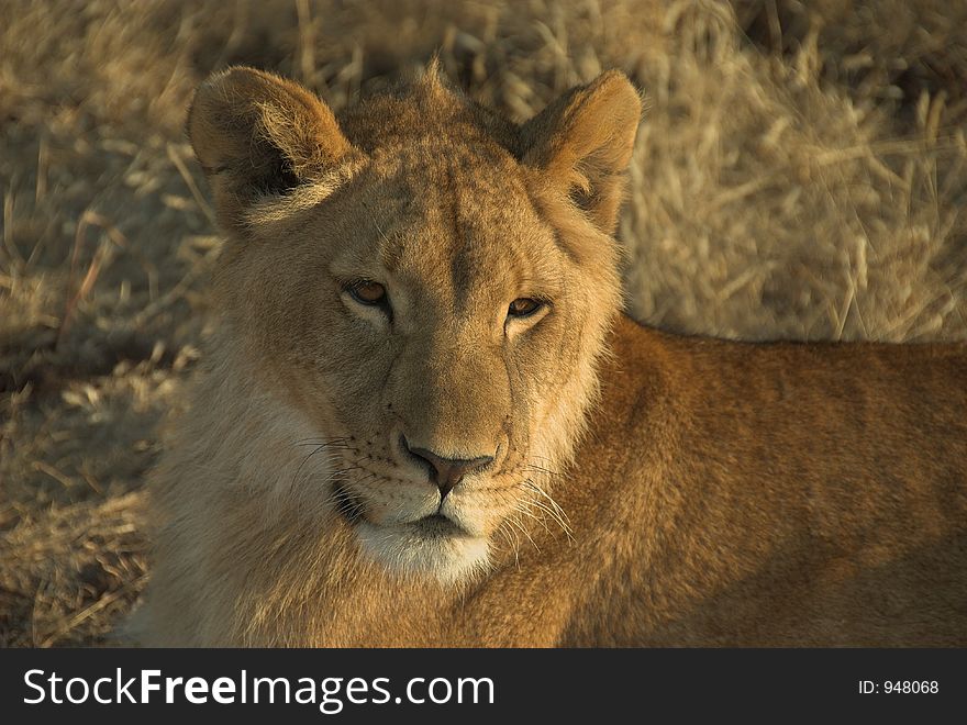 Close up of young lion (Panthera leo) resting in last rays of sunset. Close up of young lion (Panthera leo) resting in last rays of sunset