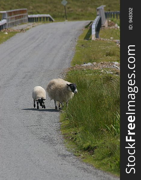 A mother and daughter sheep walking down the road together. A mother and daughter sheep walking down the road together