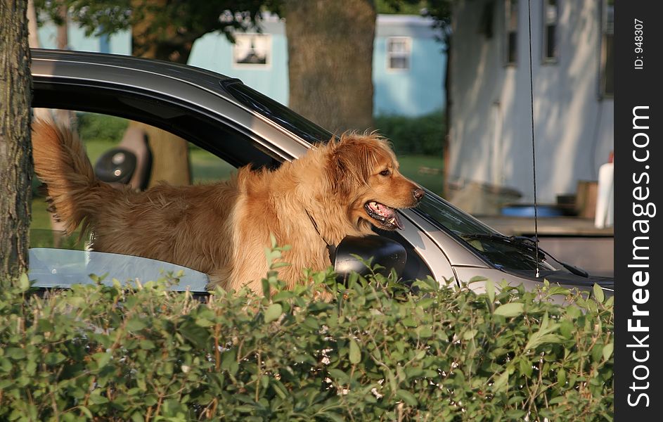 An anxious Golden Retriever is already in the van and ready to leave.