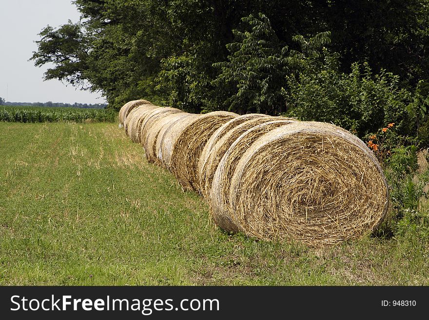 Round Bales In A Row