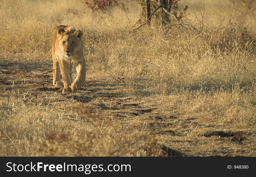 Young lion (Panthera leo) walking through the bush. Young lion (Panthera leo) walking through the bush