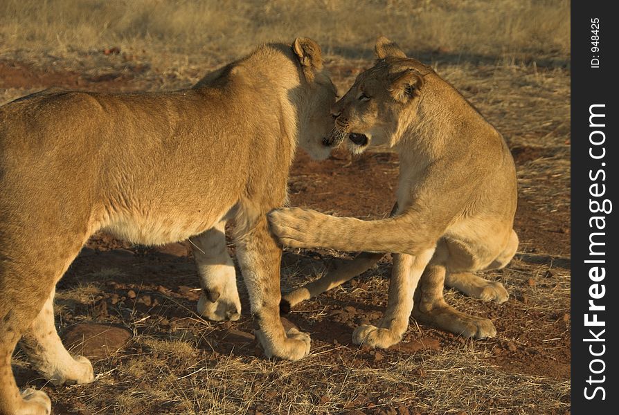 Two young lions playing at sunset. Two young lions playing at sunset