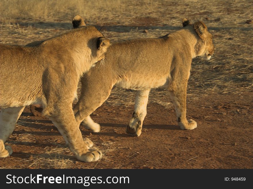 Young lion at sunset in Zimbabwe, Africa. Young lion at sunset in Zimbabwe, Africa