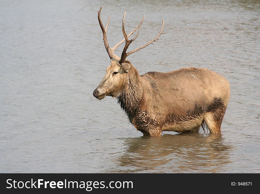 Reindeer standing in the water with mud on his antlers. Reindeer standing in the water with mud on his antlers