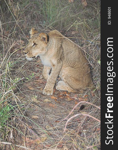 Young lion at sunset in Zimbabwe, Africa. Young lion at sunset in Zimbabwe, Africa