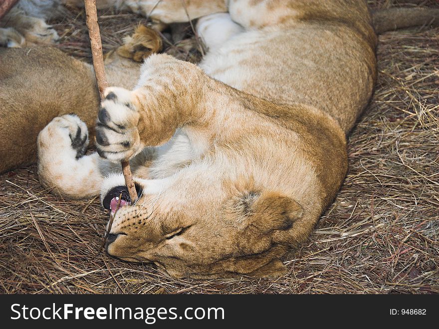 Africa Lion (Panthera Leo)