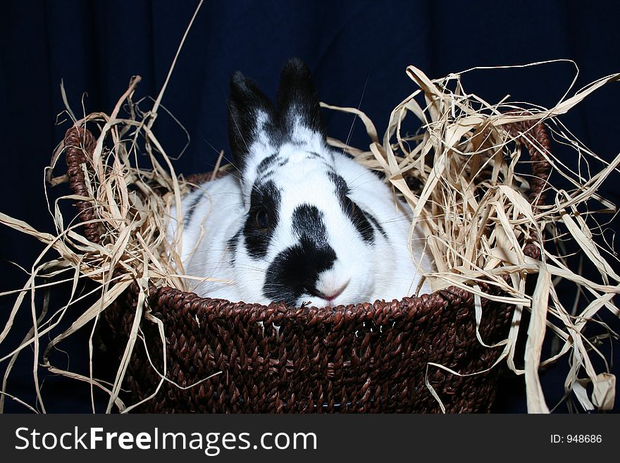 Easter Rabbit in a basket
