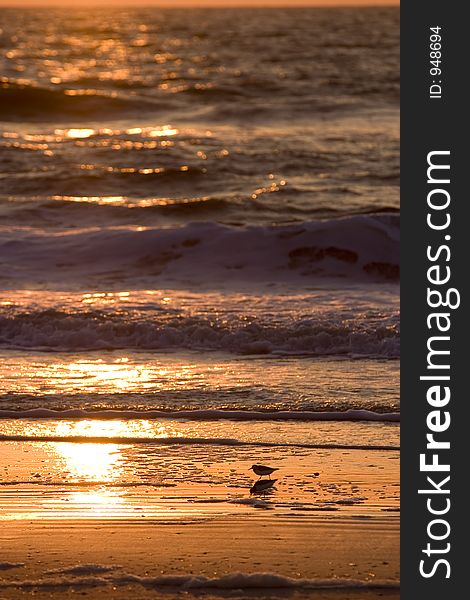 Sandpipers search for breakfast on the beach silhoutted by the rising sun