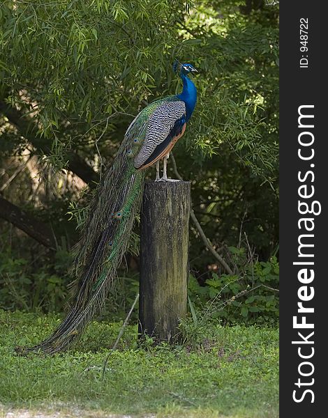 Male peacock rests in the shade on a tree stump. Male peacock rests in the shade on a tree stump