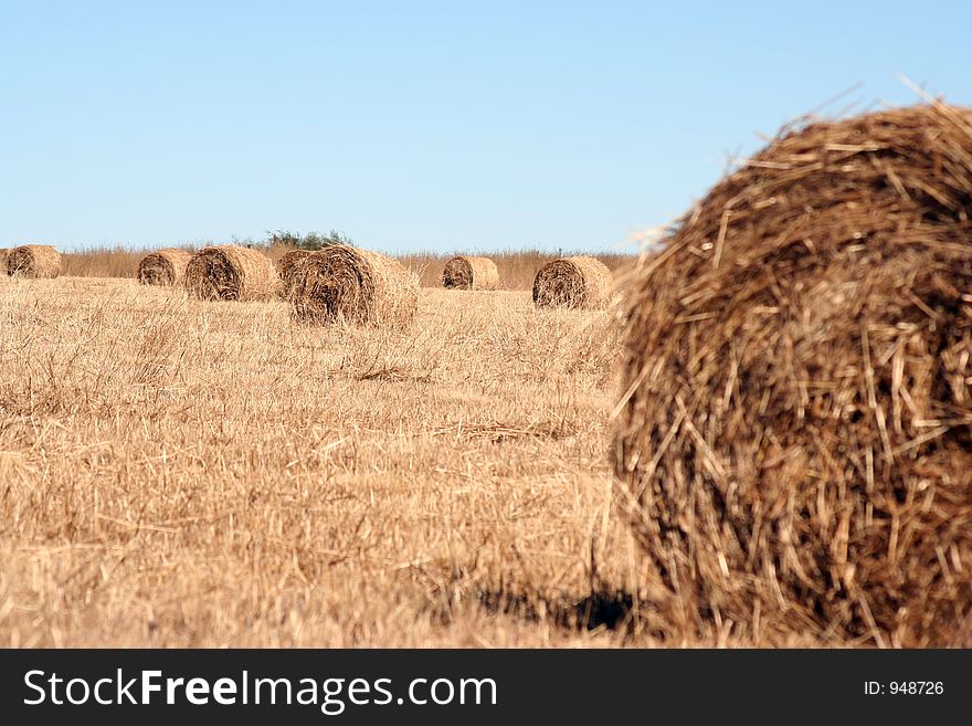 Bales of Grass in a field with a blue sky