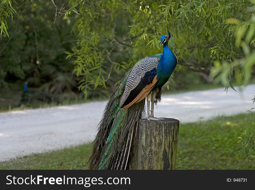 Male peacock rests in the shade on a tree stump while a second struts in the background. Male peacock rests in the shade on a tree stump while a second struts in the background