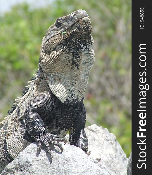 Large Iguana posing on a rock in Mexico